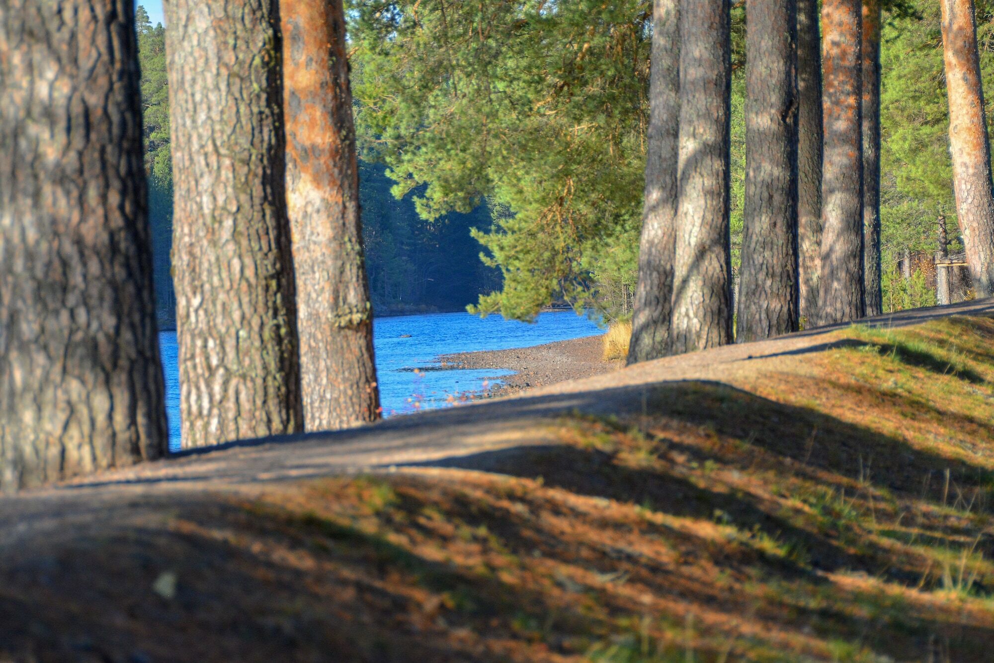 Aelvdalens Camping Экстерьер фото